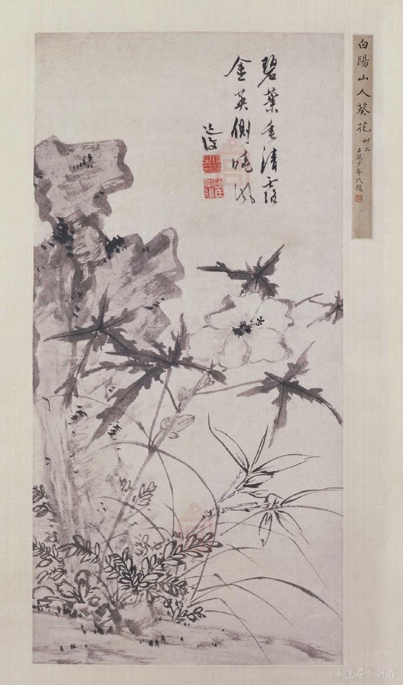 陈淳 葵石图2