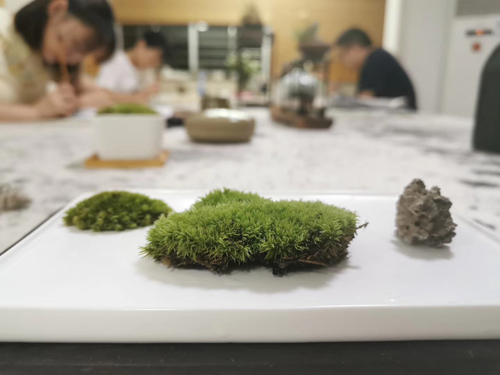 嚣嚣馆的花花草草2 缩图