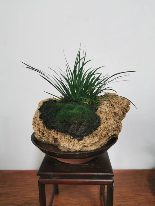 嚣嚣馆的花花草草5 缩图