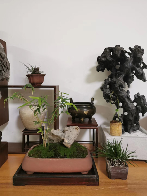 嚣嚣馆的花花草草4 缩图